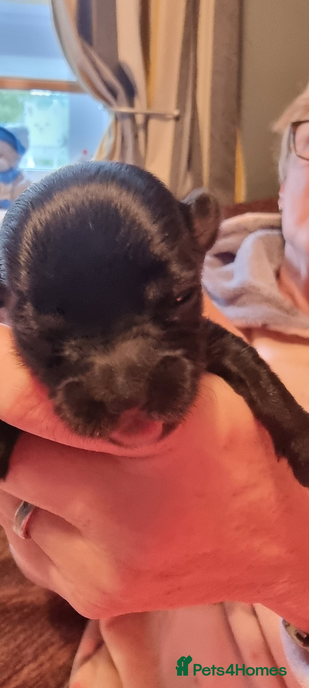 Chihuahua dogs for stud: Stud long haired white Chihuahua  in Coatbridge - Image 13