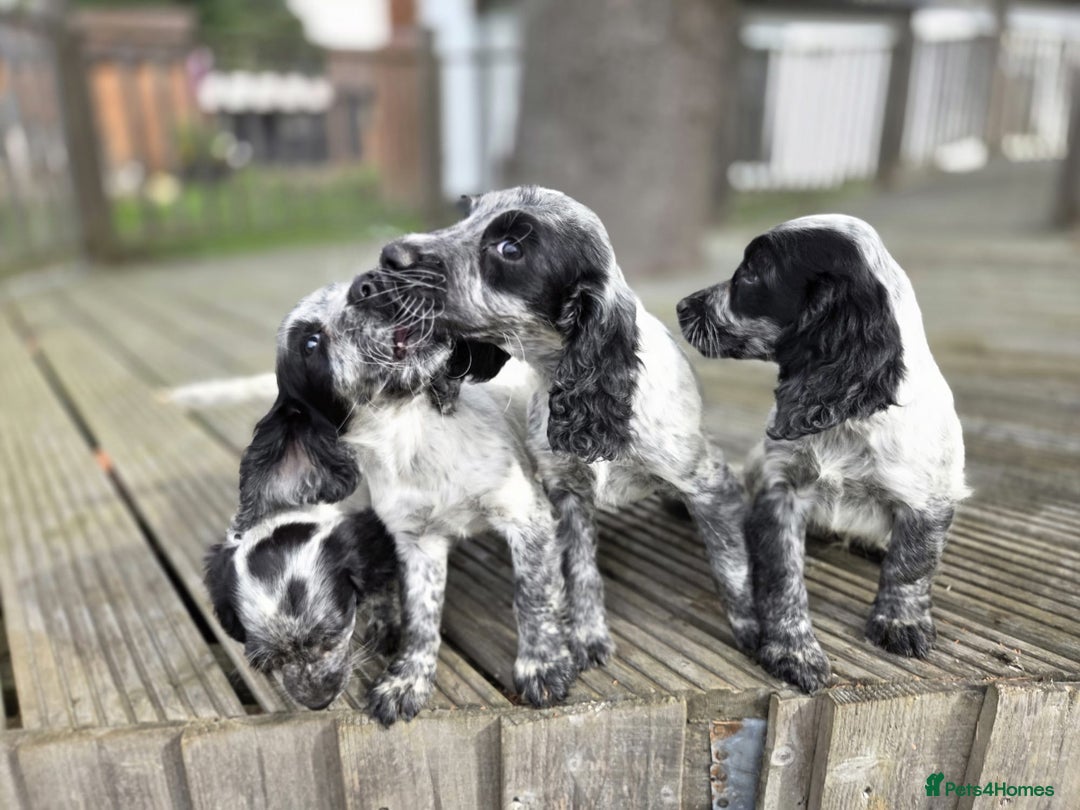 Cocker Spaniel dogs for sale: Cocker spaniel pups looking for there forever home - Image 7