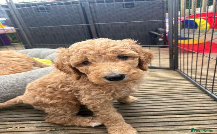 Goldendoodle dogs - Advert 2