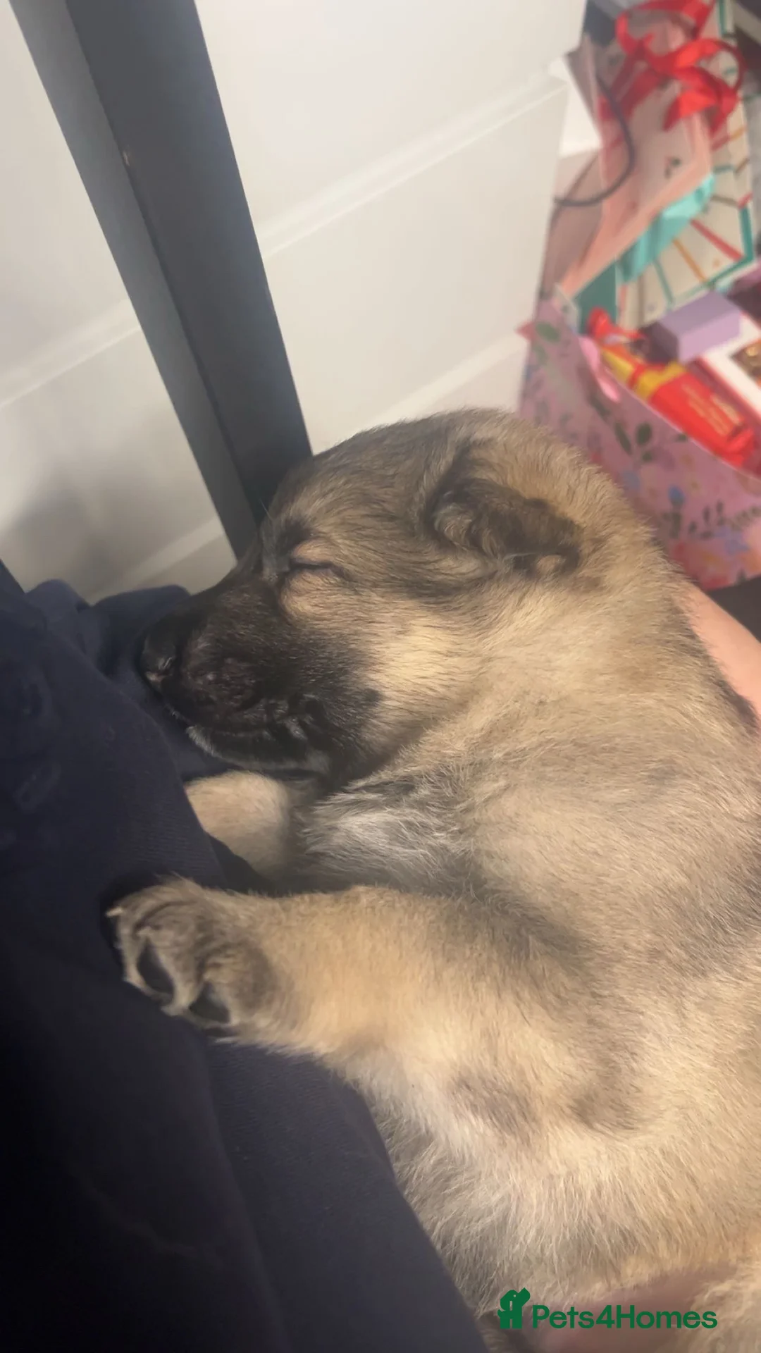 German Shepherd dogs for sale: German shepherd puppies - Advert 8