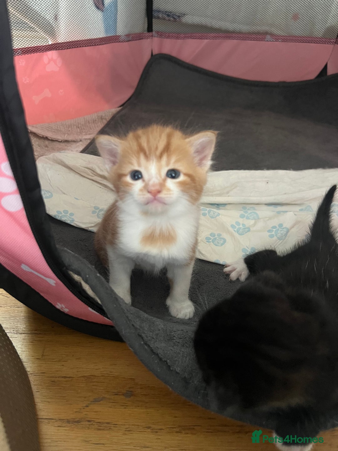 Scottish Fold cats for sale: Beautiful Scottish Fold Kittens  - Image 10