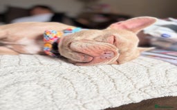 French Bulldog dogs for sale: Prada tiny Kc female new shade Isabella  - Image 6