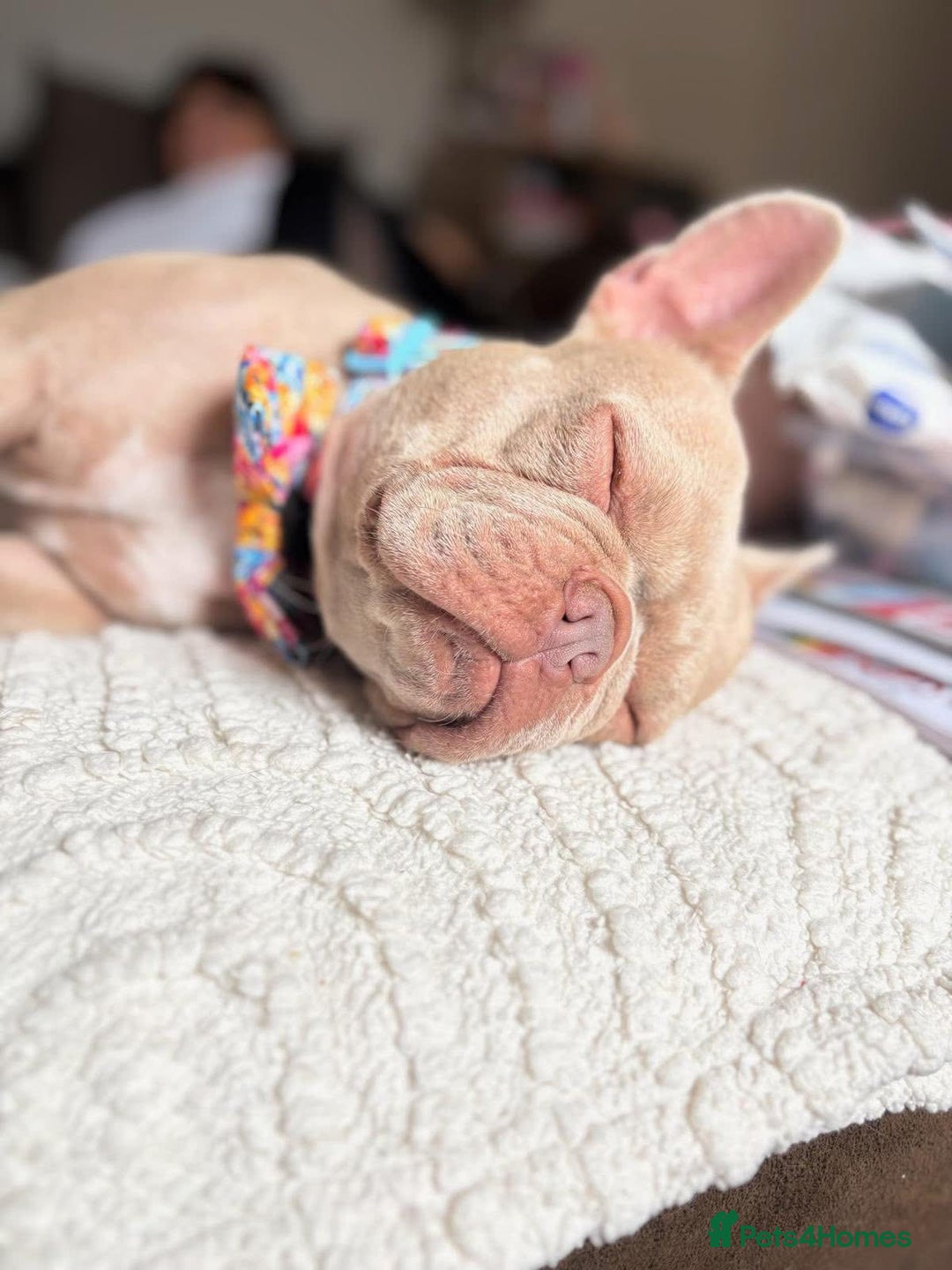 French Bulldog dogs for sale: Prada tiny Kc female new shade Isabella  - Image 6