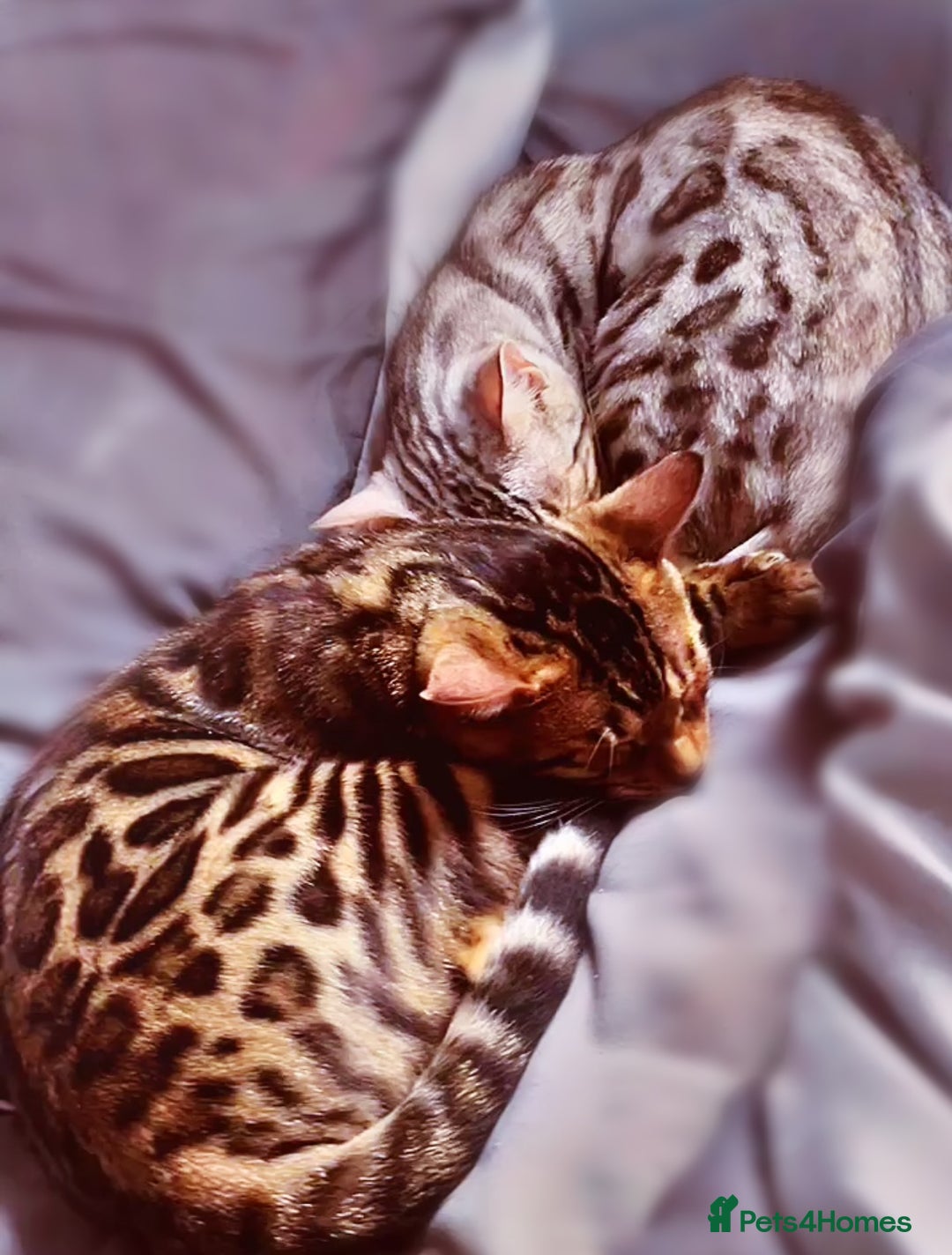 Bengal cats for sale: Pedigree Bengal Kitten 💙 - Advert 8