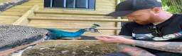 Peafowl poultry for sale:  peacock peafowl Hatching eggs - Advert 12