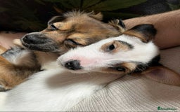 Mixed Breed dogs for sale: Beautiful female puppy.  - Image 3