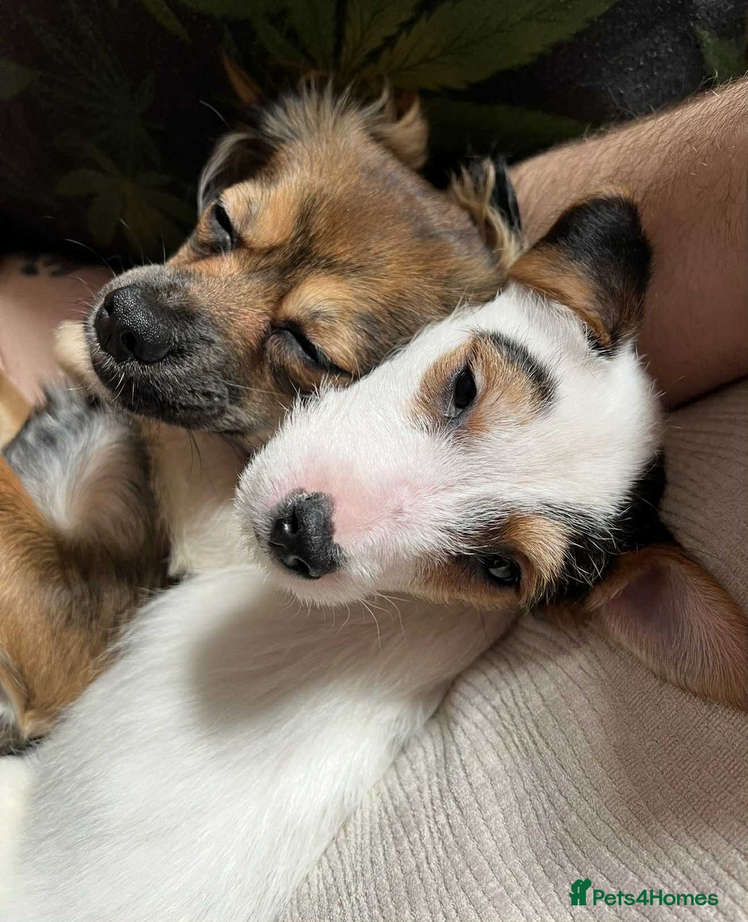 Mixed Breed dogs for sale: Beautiful female puppy.  - Image 3