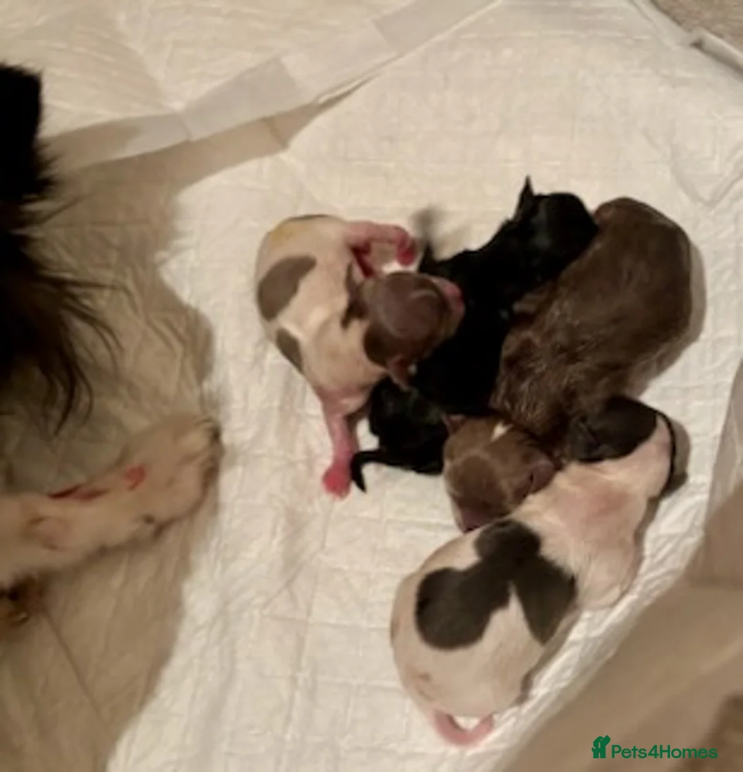 Chihuahua dogs for stud: Quality Russian import LC KC for stud in Torquay - Advert 9