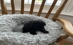 Toy Poodle dogs for sale: Toy Poodle Puppies  - Image 12