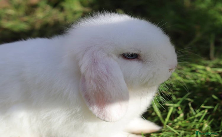 Mini Lop rabbits - Advert 6