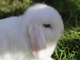 Mini Lop rabbits - Advert 11
