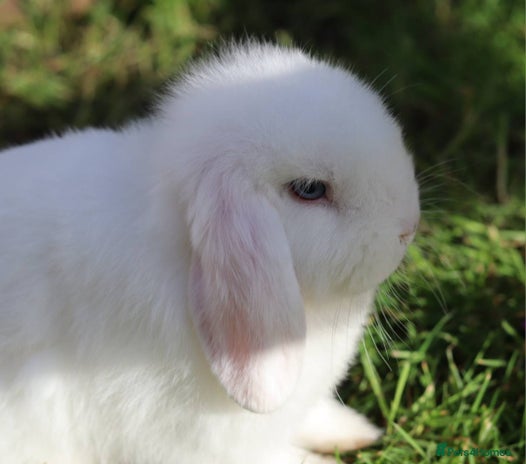 Mini Lop rabbits - Advert 14