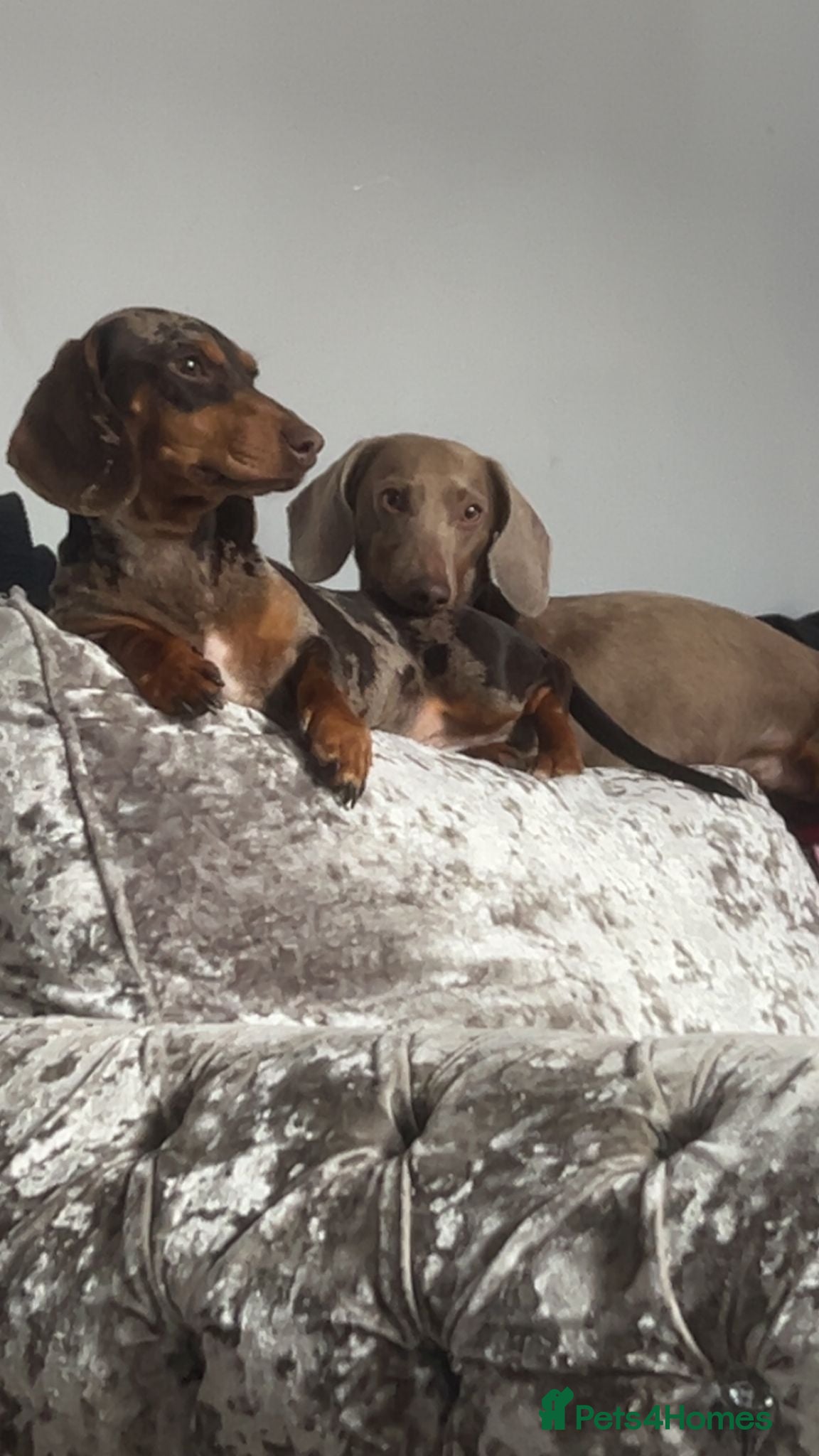 Dachshund dogs The most adorable daschund  - Advert 3
