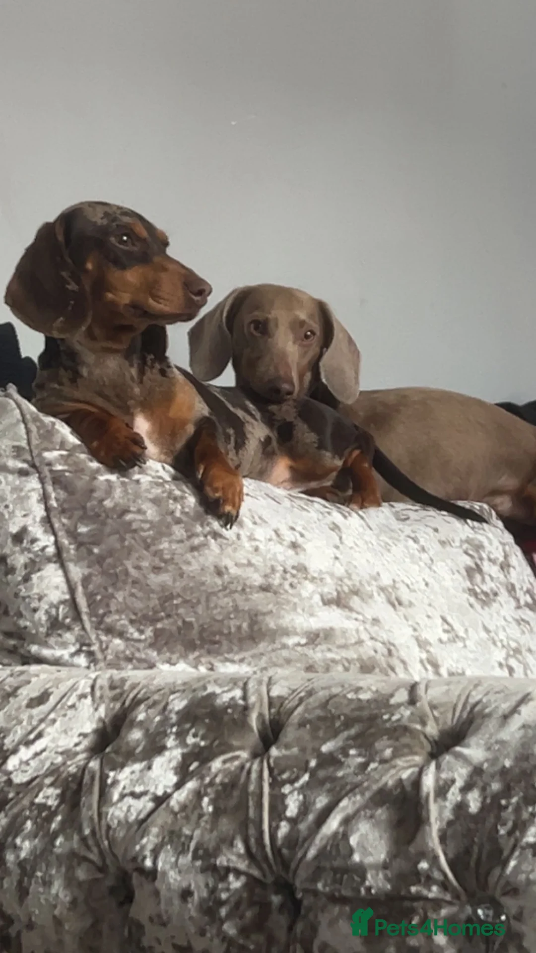 Dachshund dogs for sale: The most adorable daschund  in Liverpool - Advert 1