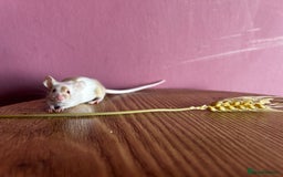 Mouse rodents for sale: Little Mices  - Image 8