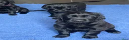 Flat coated Retriever dogs for sale: Ready now! Flat coated x Golden retriever pups. - Advert 13