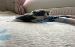 Mixed Breed cats for sale: Adorable fluffy kittens  - Image 1