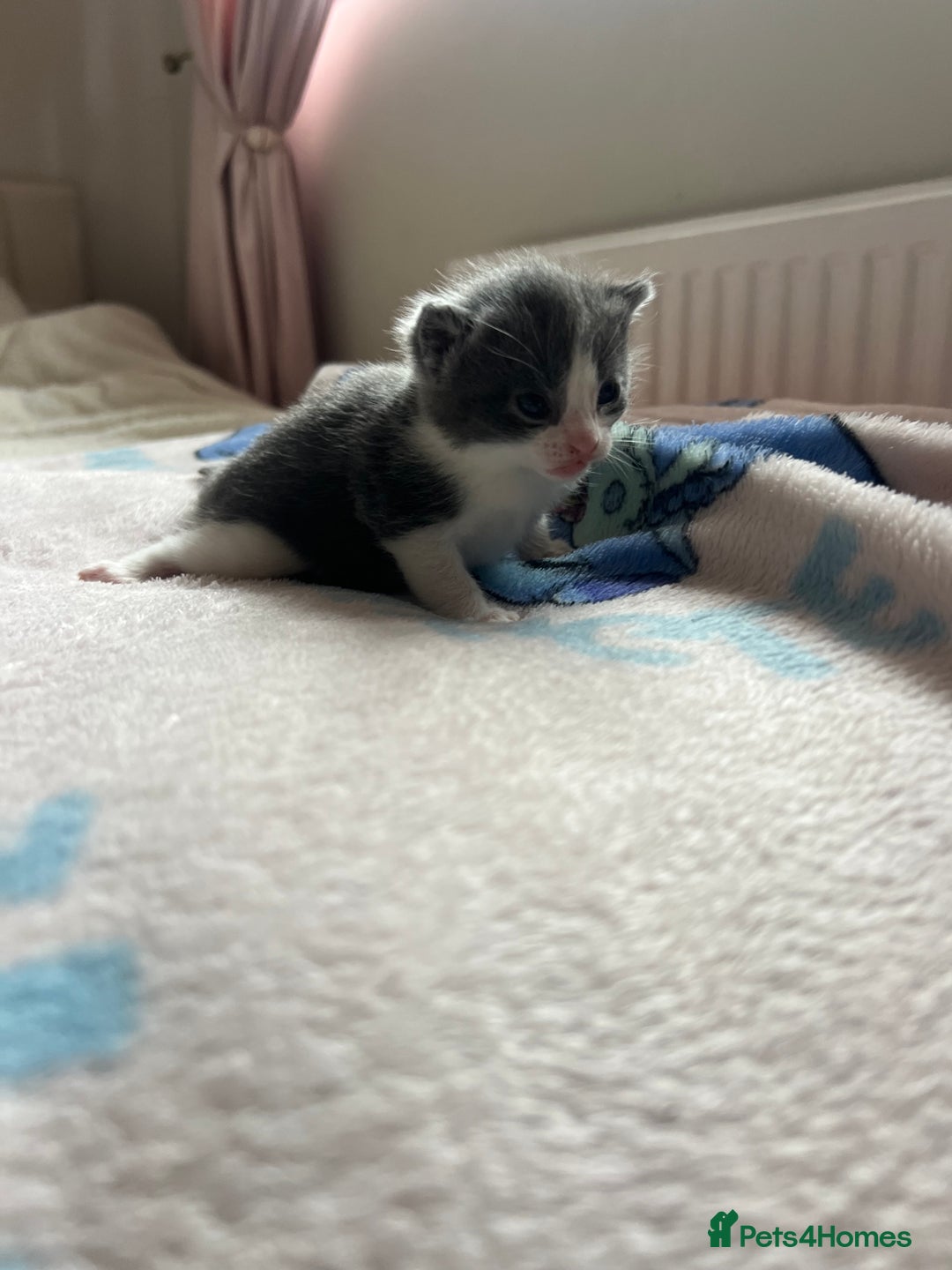 Mixed Breed cats for sale: Adorable fluffy kittens  - Image 1