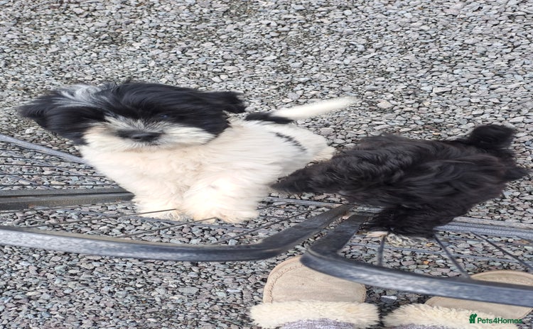 Lhasapoo dogs - Advert 3