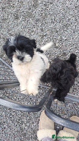 Lhasapoo dogs - Advert 1