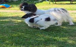 Papillon dogs for sale: Papillion puppys - Image 17