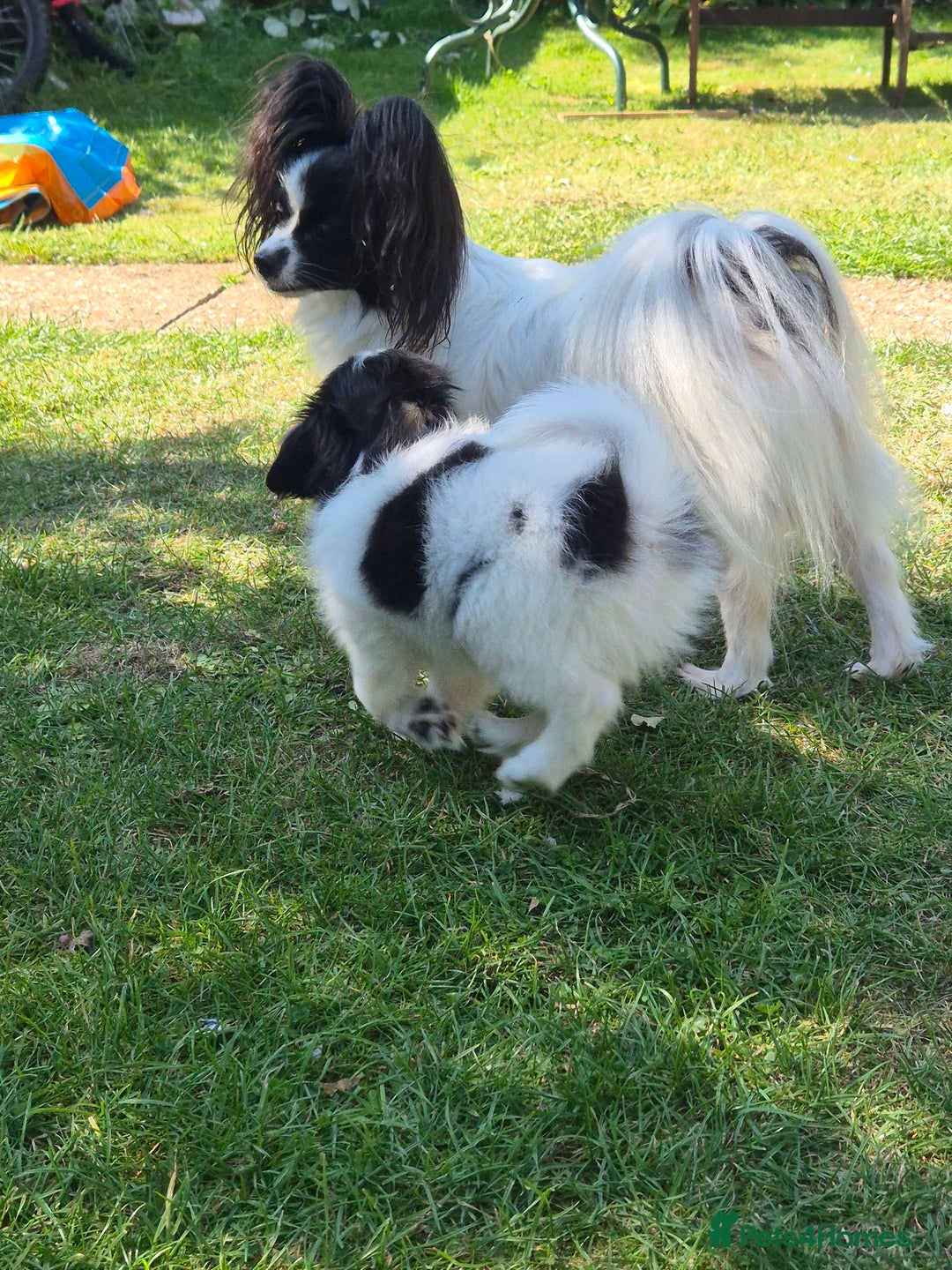 Papillon dogs for sale: Papillion puppys - Image 17