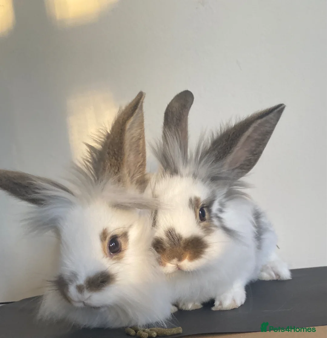 Lionhead rabbits for sale: Adorable Lionhead rabbits looking for Loving Homes - Advert 2