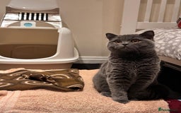 British Shorthair cats for sale: Fluffy British Shorthair Kitten  - Advert 11