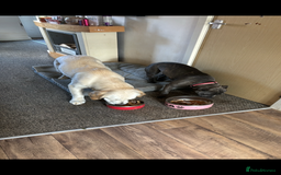 Staffordshire Bull Terrier dogs for sale: kc registered blue staffys due on 23/24th July  - Image 4
