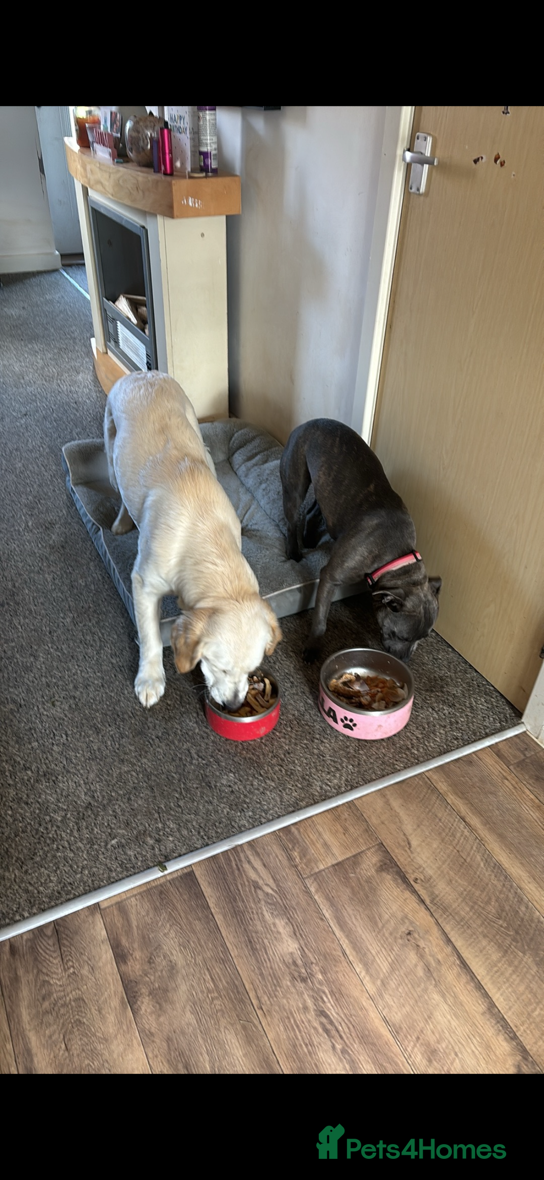 Staffordshire Bull Terrier dogs for sale: kc registered blue staffys due on 23/24th July  - Image 4