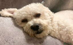 Cavapoo dogs for stud: Gorgeous F1 Cavapoo for stud - Image 5