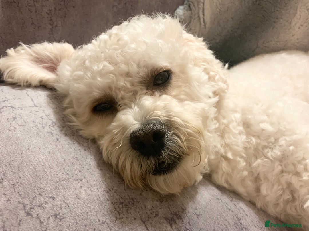 Cavapoo dogs for stud: Gorgeous F1 Cavapoo for stud - Image 5