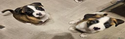 Mixed Breed dogs for sale: American Bulldog x American Akita - Advert 15