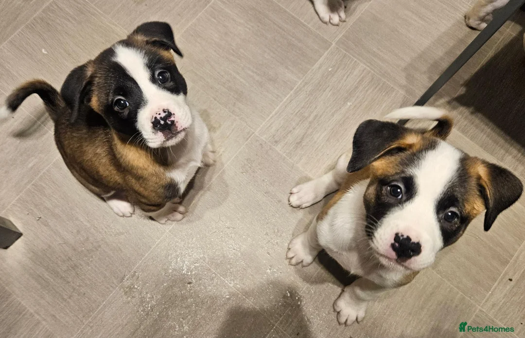 Mixed Breed dogs for sale: American Bulldog x American Akita - Advert 15