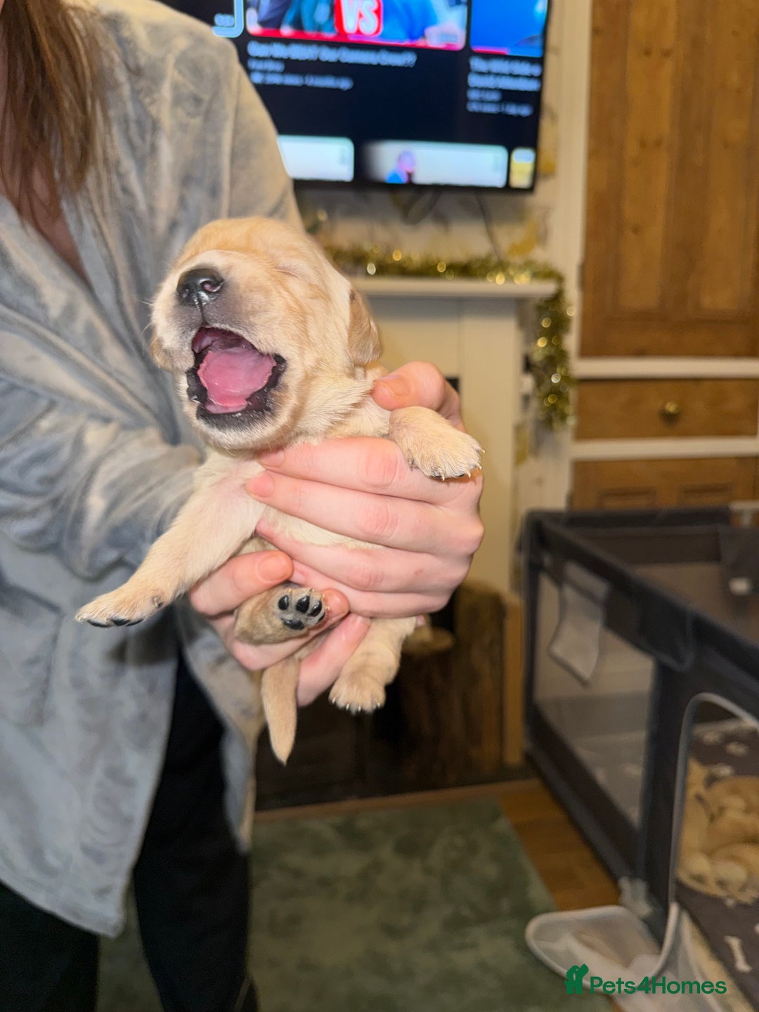 Goldador dogs for sale: 8 beautiful golden retriever x red lab puppies  - Advert 38