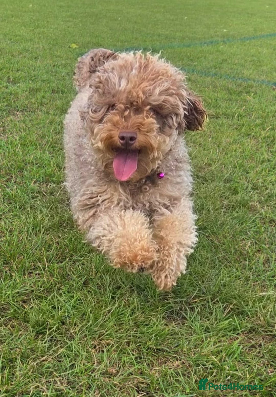 Toy Poodle dogs for sale: Beautiful Toy Poodle Puppies - Advert 19