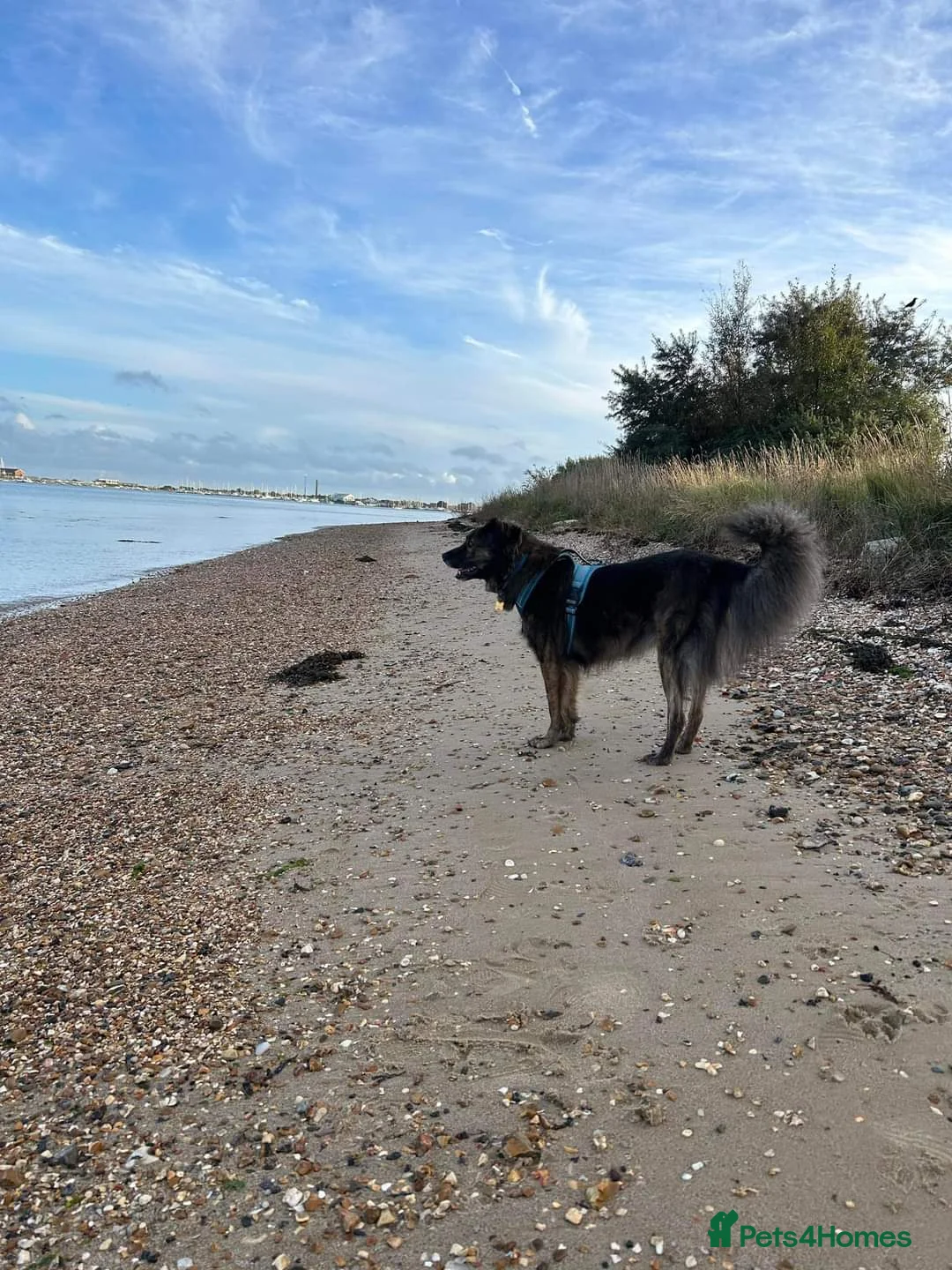Mixed Breed dogs for adoption: Meet Lenny, currently residing in Southsea in Southsea - Advert 6
