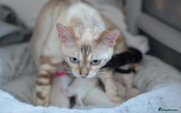 Siamese cats for sale: 🧬F1 BENAMESE KITTENS🧬 1 MALE LEFT - Image 20