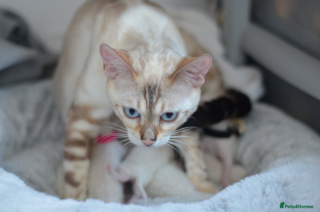 Siamese cats for sale: 🧬F1 BENAMESE KITTENS🧬 1 MALE LEFT - Image 20