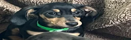 Miniature Dachshund dogs for sale: Home Reared Miniature Dachsund Puppies - Advert 8