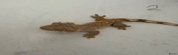 Gecko reptiles for sale:  Lilly white Crested gecko babies - Advert 8
