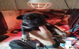 French Bulldog dogs for sale: French bulldog  - Image 5