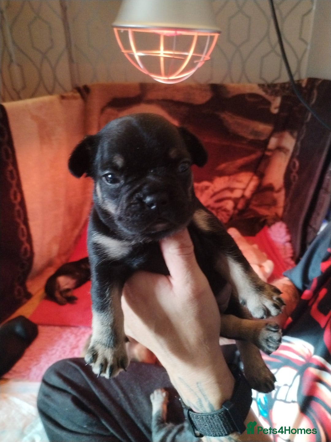 French Bulldog dogs for sale: French bulldog  - Image 5