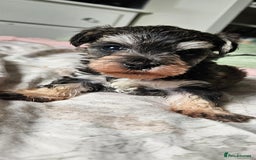 Schnoodle dogs for sale: 2 beautiful schnoodles  - Image 4
