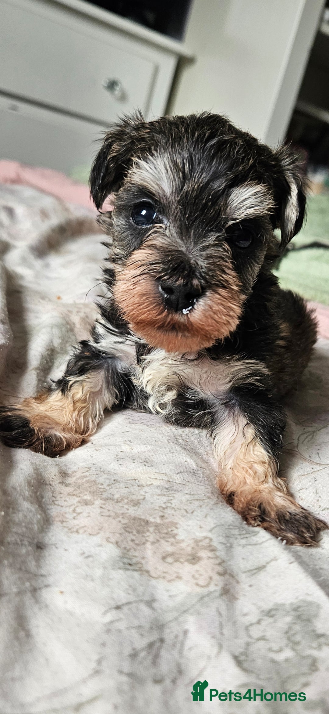 Schnoodle dogs for sale: 2 beautiful schnoodles  - Image 4