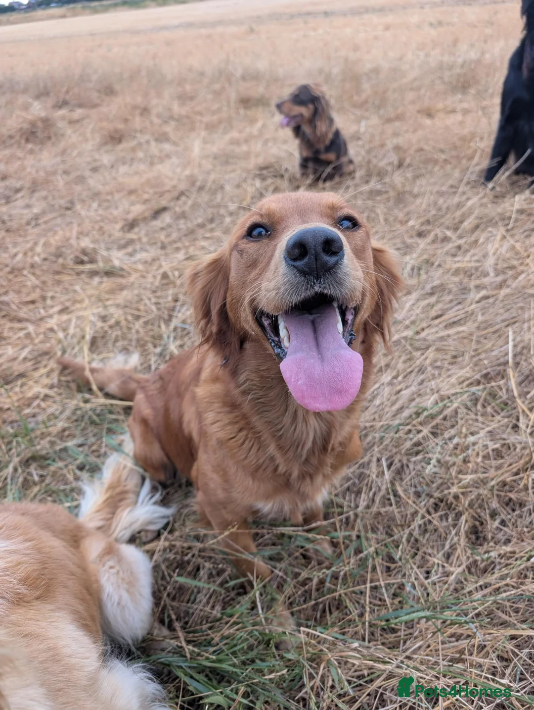 Golden Retriever dogs for sale: DNA hereditary clear pupppies - Advert 1