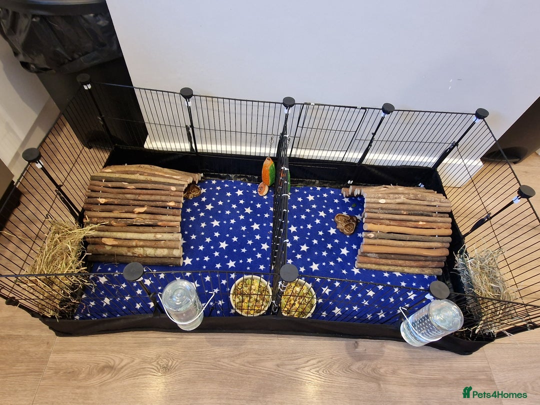 Guinea Pig rodents for sale: 2 swiss Males guinea pigs - Image 1