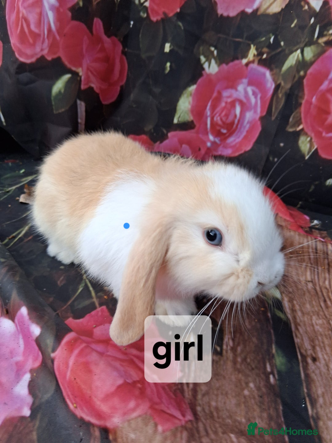 Mini Lop rabbits for sale: Mini lop baby rabbits - Image 5