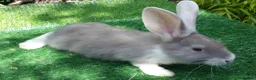 Continental Giant rabbits for sale: PURE bred Continental Giants - Vaccinated RESERVE  - Advert 3