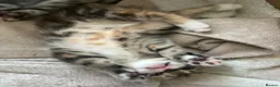 Domestic Shorthair cats for sale: 4 Beautiful Domestic Shorthair Kittens  - Advert 3